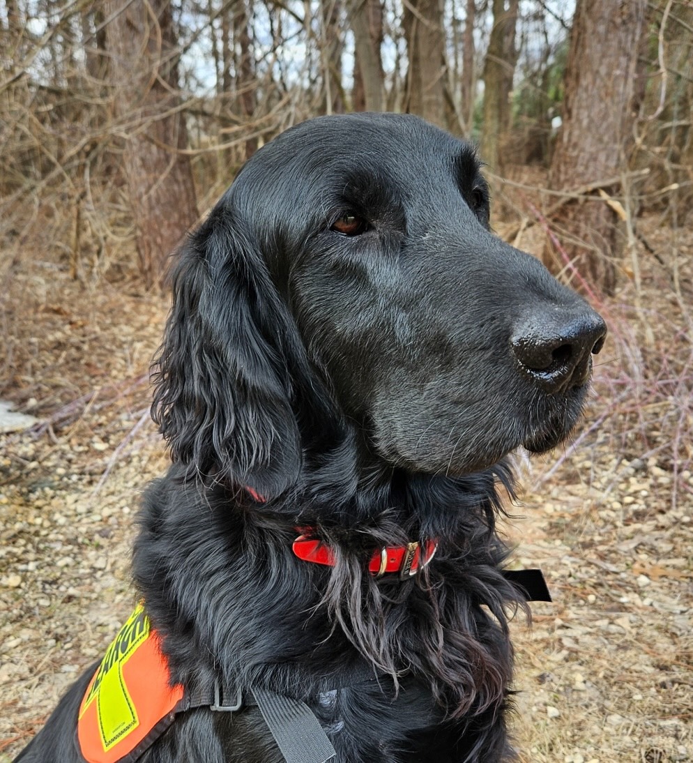 WI K9 SOS Image of files/Dog_Image/Kirk cropped_105343.jpg